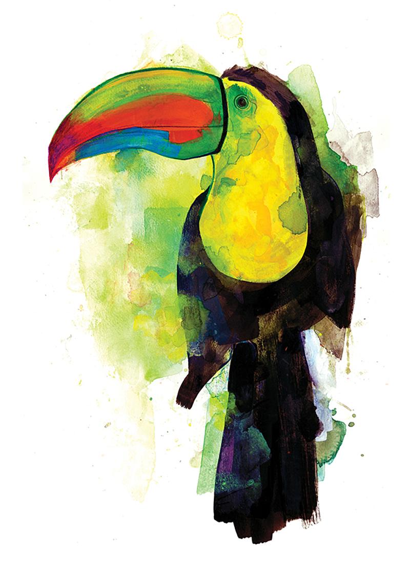 Toucan