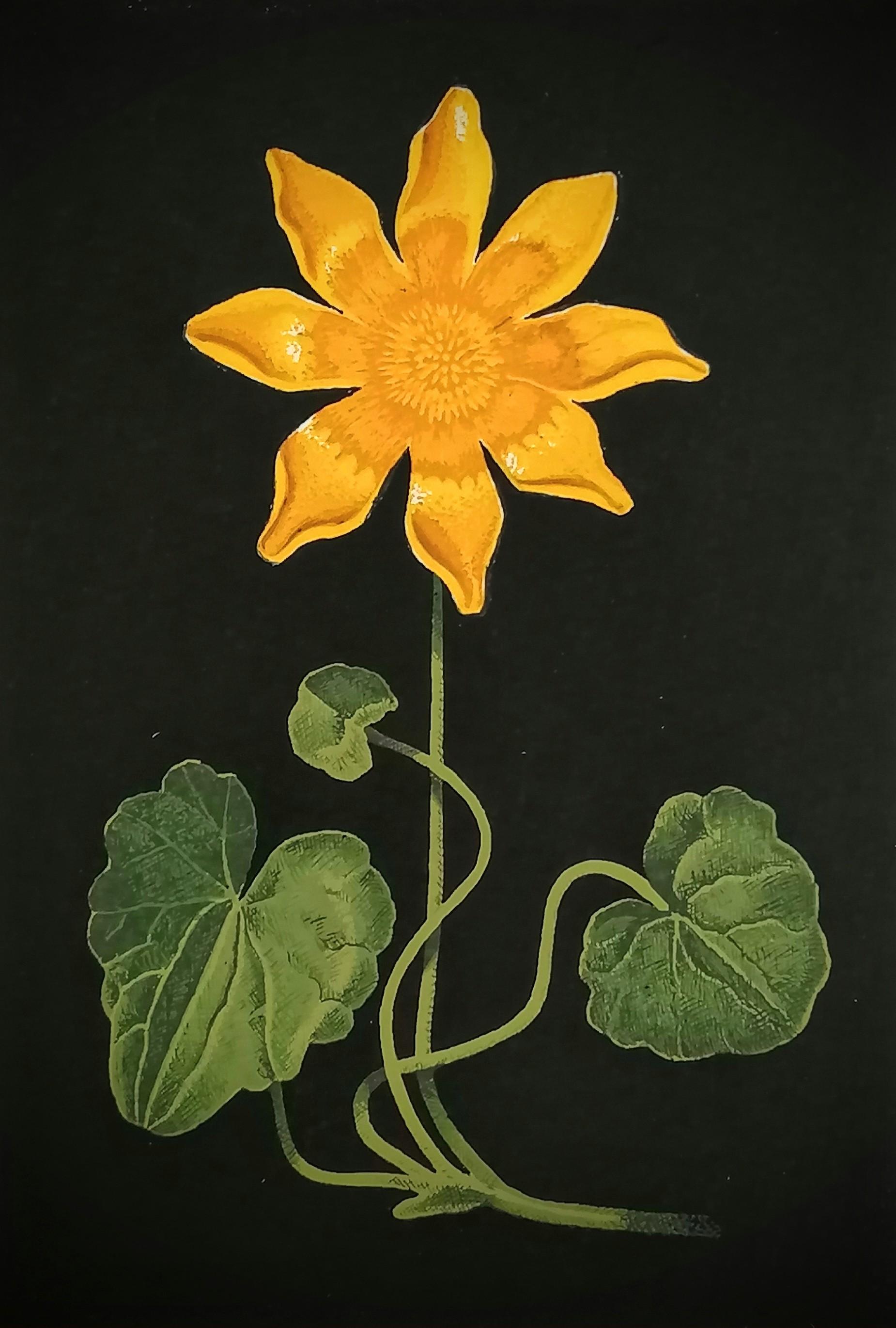 Lesser Celandine