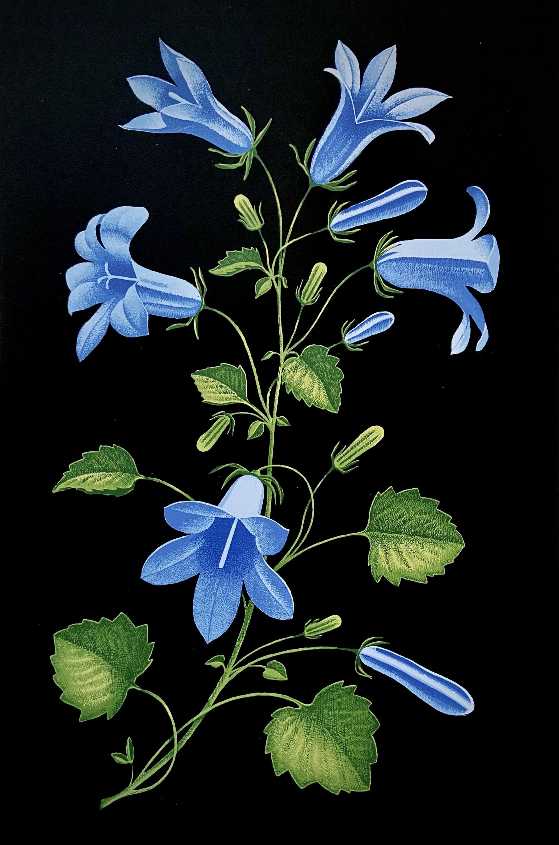 Bellflower