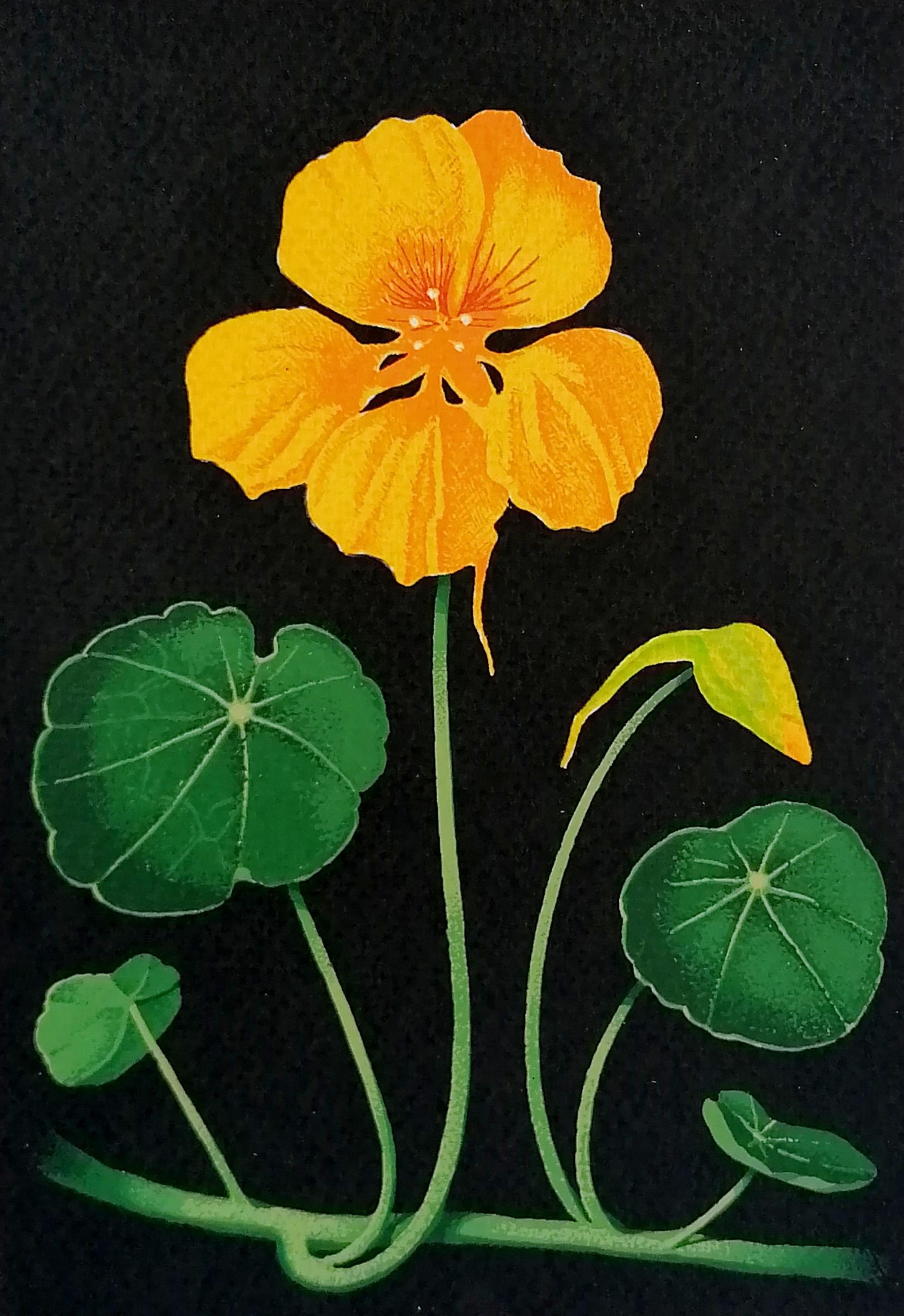 Nasturtium