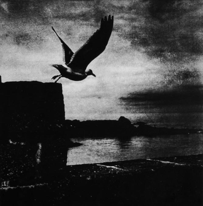 Teresa Schippel Hales, Seagull, St Ives, Photo Etching/Aquatint, Edition of 30, 14.5cm x 20cm.