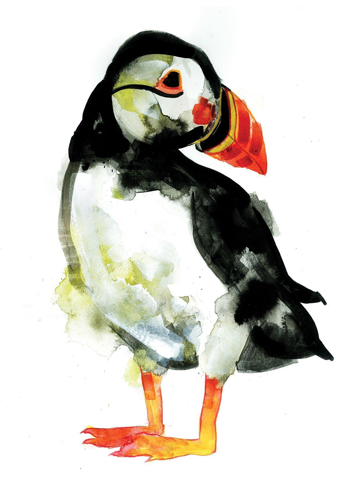 Puffin