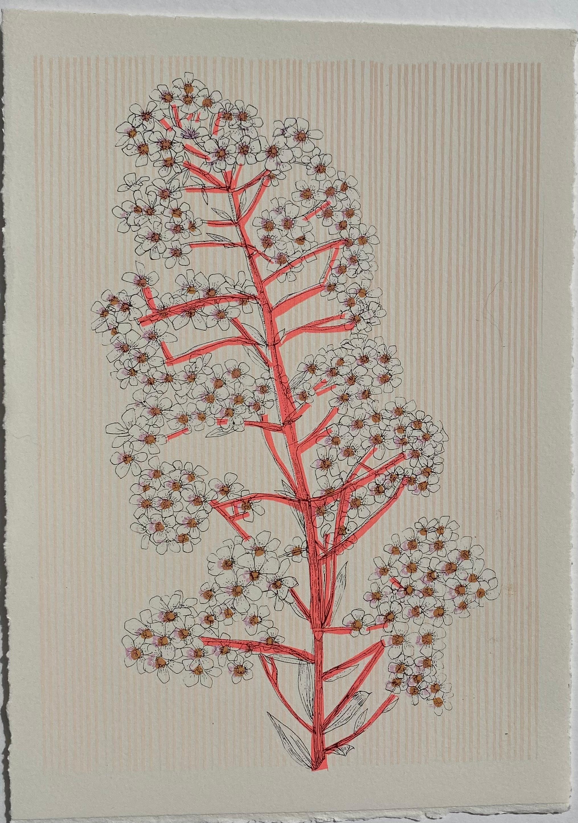 Norwegian Pyramidal Saxifrage