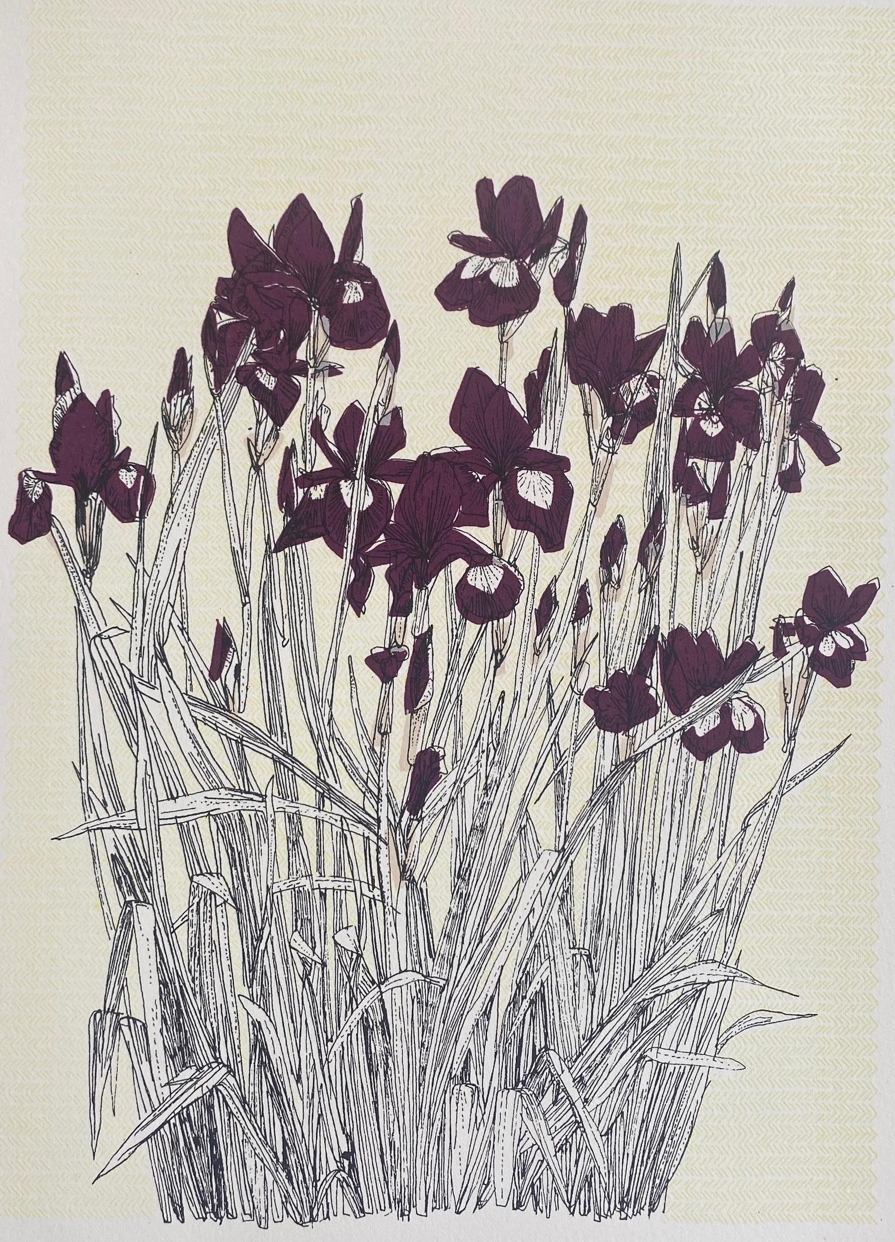 French Iris