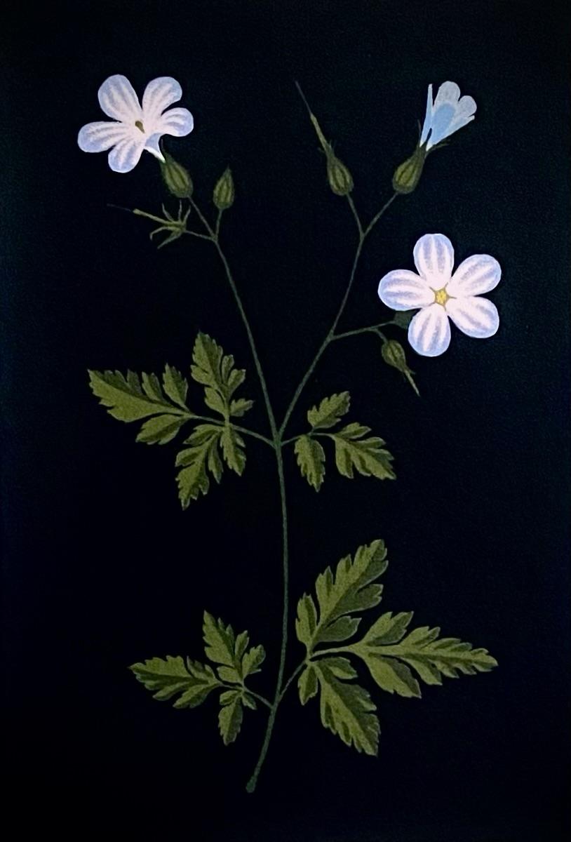 Herb Robert