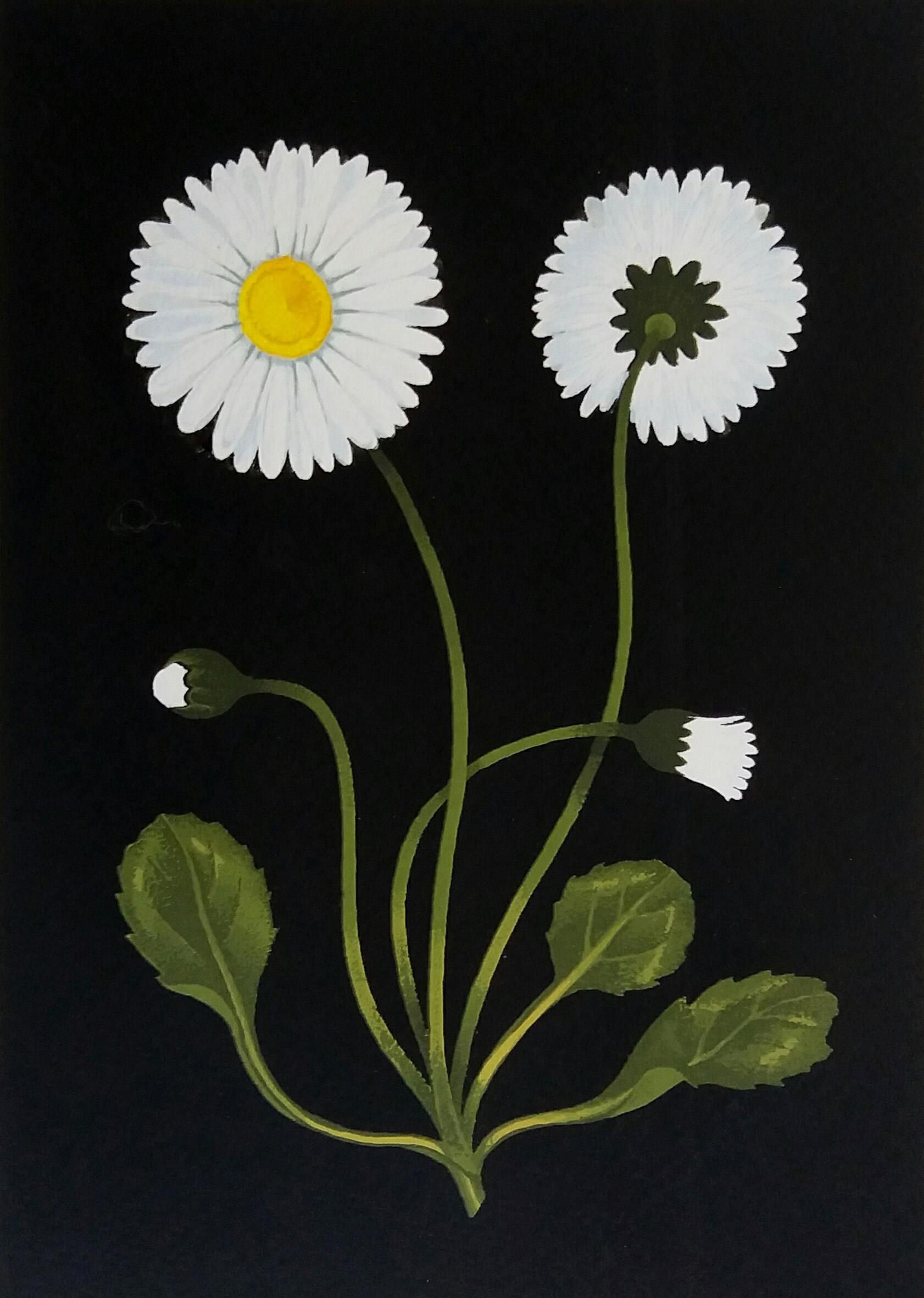 Daisy