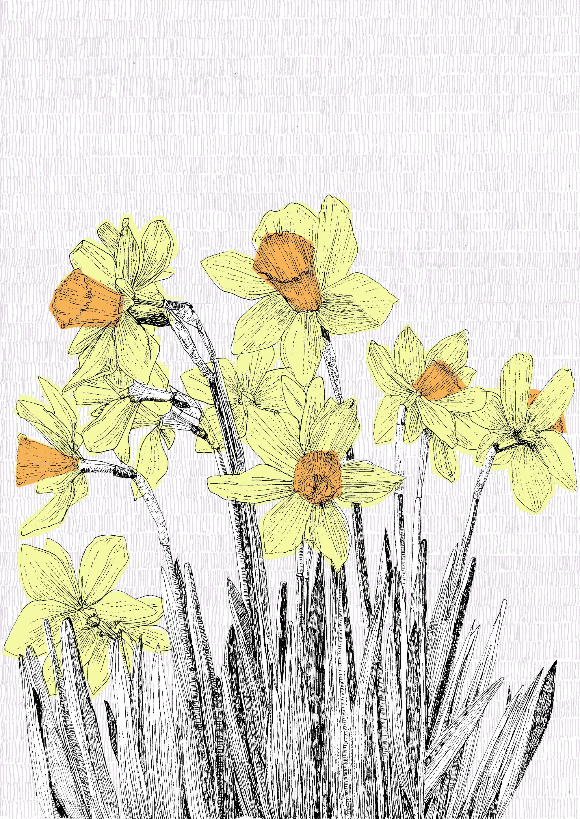 Welsh Daffodil
