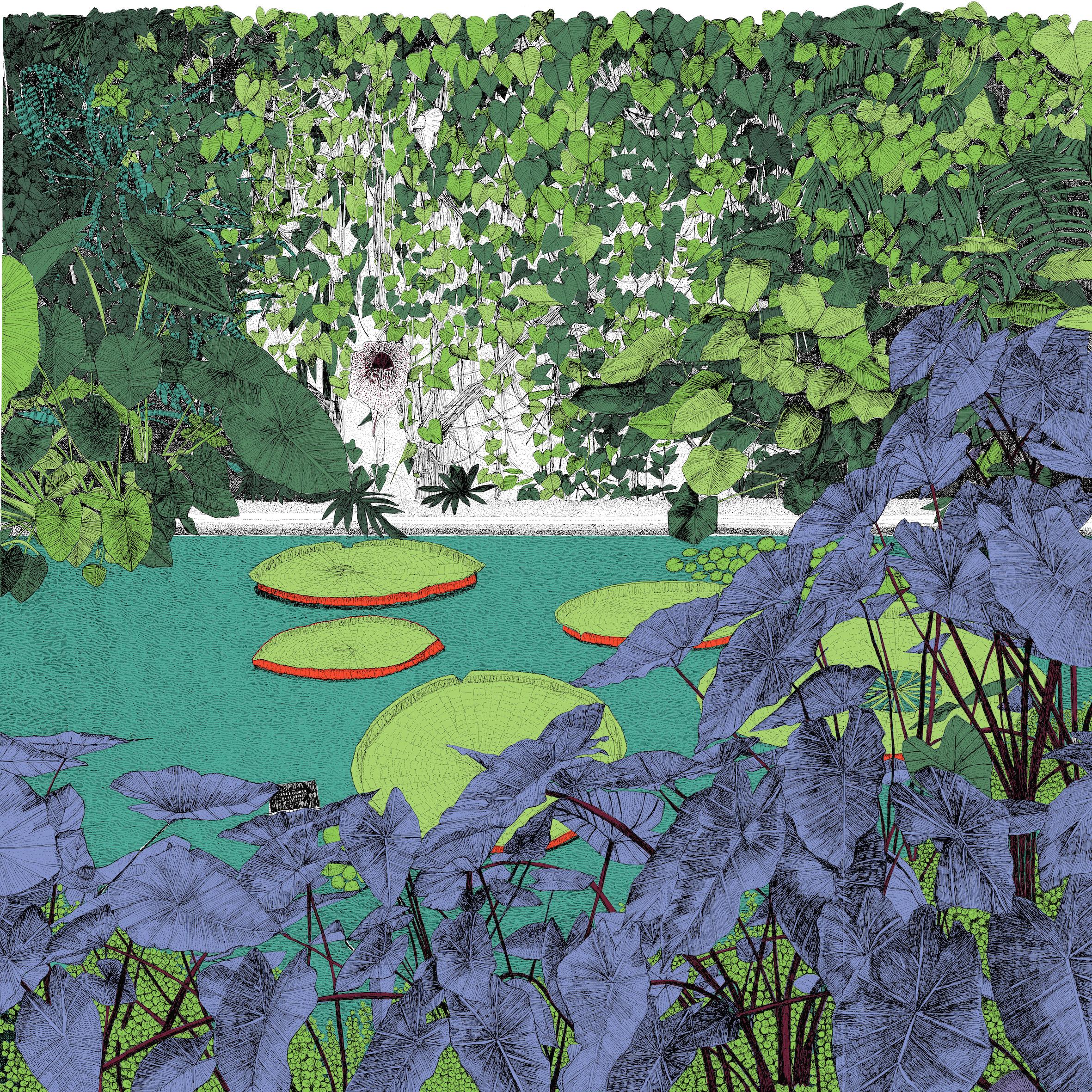 Full colour depiction of the waterliy house in the Princess of Wales conservatory at Kew Gardens